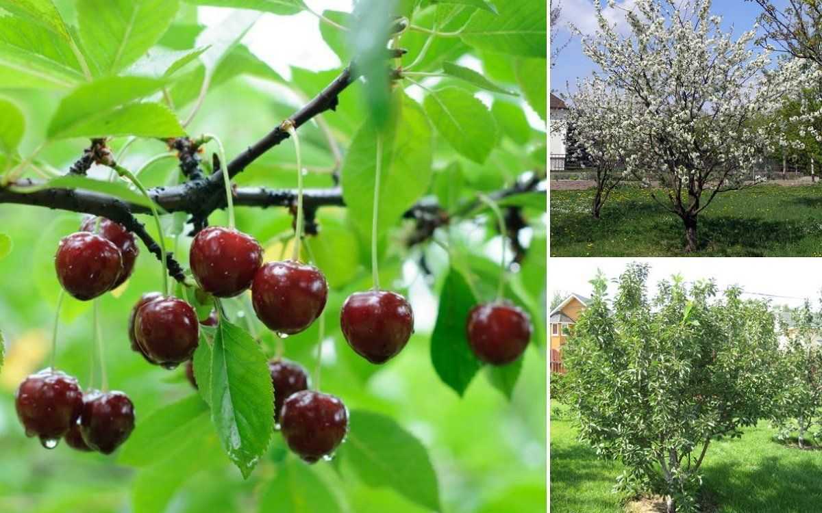 Колонновидная вишня и черешня: выбор для маленького сада | огородники