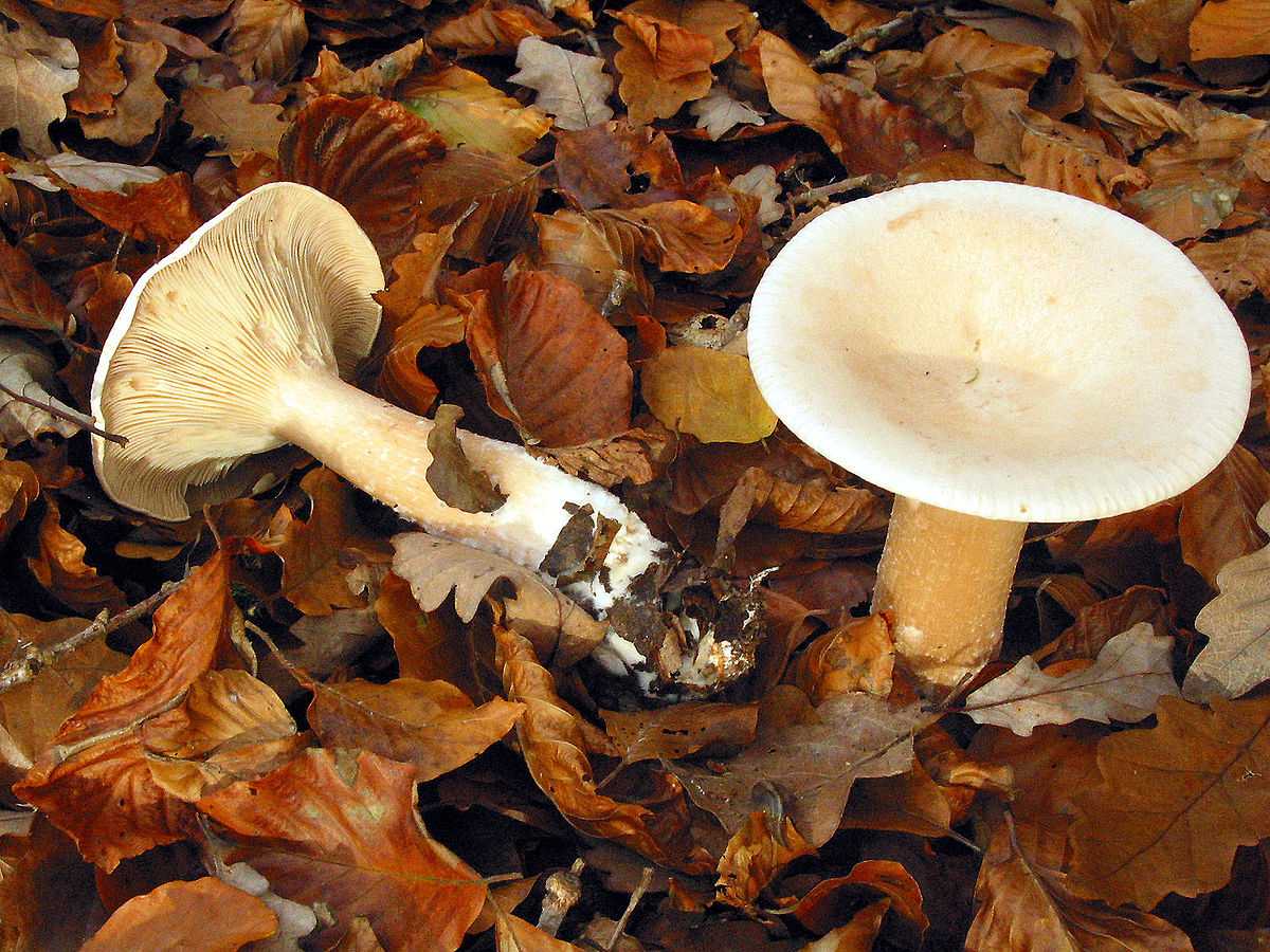Несъедобные грибы: виды, причины несъедобности, ареал произрастания, отличия от съедобных, симптомы отравления, первая помощь