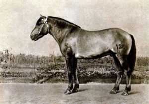 Башкирская лошадь: описание, экстерьер, применение породы