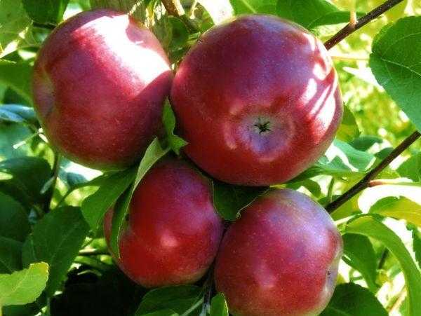 Поздняя яблоня со стабильным урожаем или сорт лобо