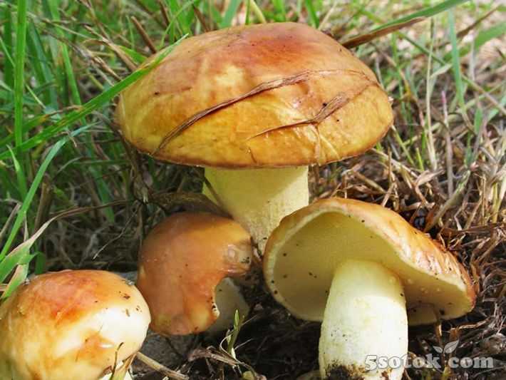 Могут ли ядовитые грибы быть червивые