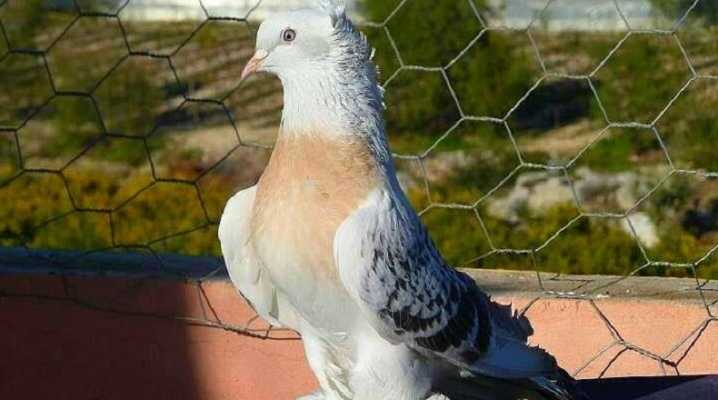 Турецкие голуби такла: описание породы, фото, видео. Особенности разведения, как правильно кормить. Обустройство вольера. Размножение голубей Такла.