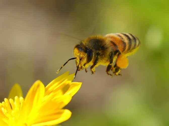 Лечение пчел весной и профилактическая обработка после зимовки. основные правила и полезные советы | пчеловодство | пчеловод.ком