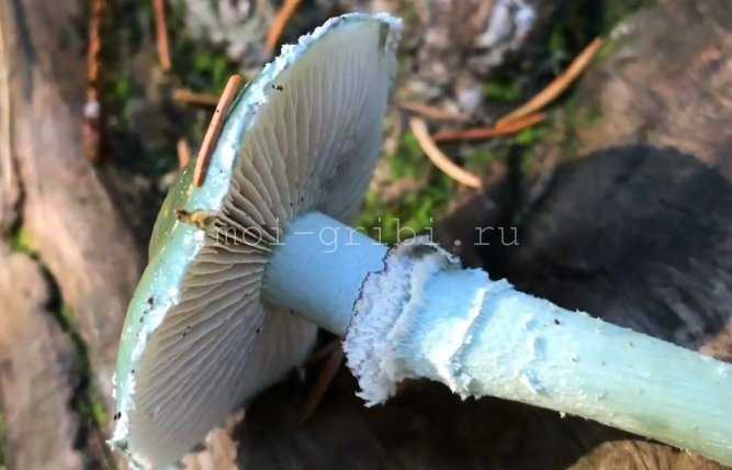 Строфария горнеманна (хорнеманна, stropharia hornemannii): как выглядят грибы, где и как растут, съедобны или нет