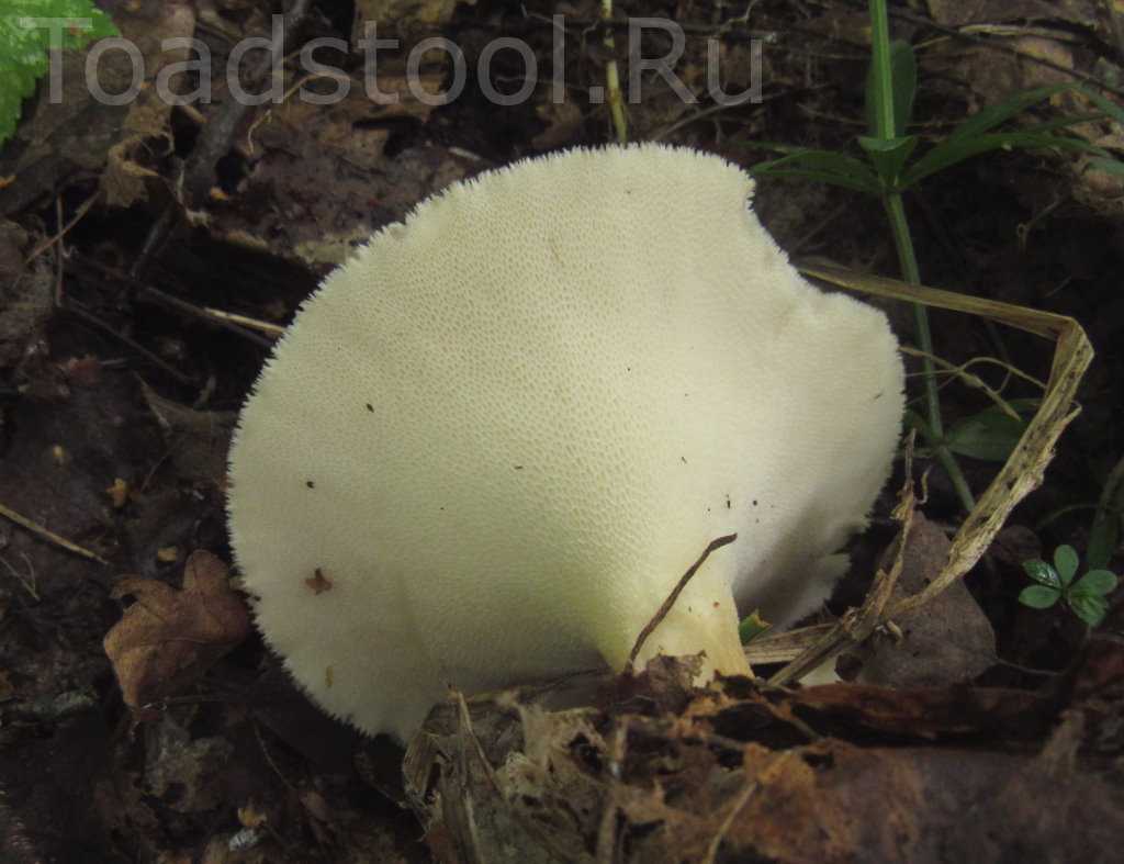 Трутовик зимний (полипорус зимний, lentinus brumalis): как выглядит, где и как растет, съедобный или нет