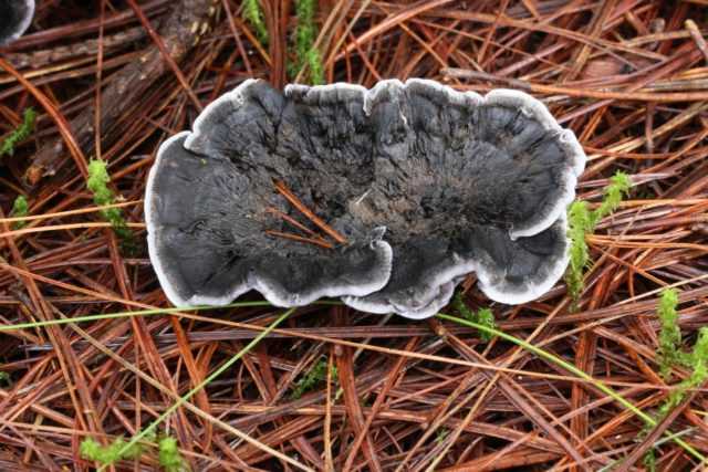 Феллодон сросшийся (ежовик сросшийся, phellodon connatus): как выглядят грибы, где и как растут, съедобны или нет