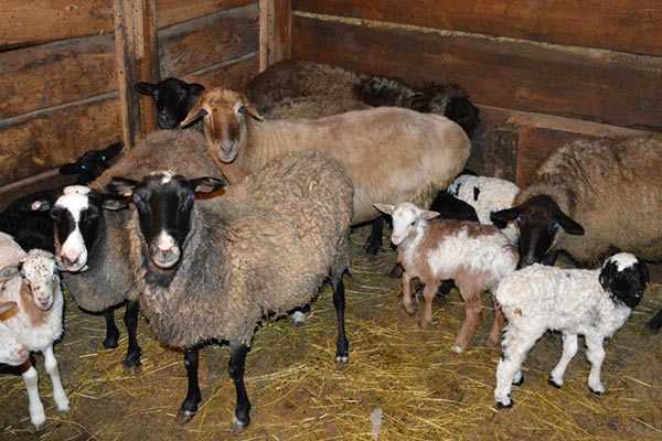 Эдильбаевская порода овец: характеристика, содержание и разведение