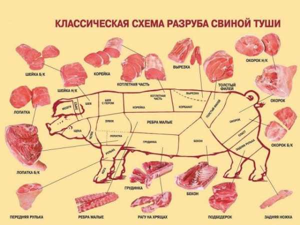 Выход мяса свинины от живого веса — таблица и расчеты