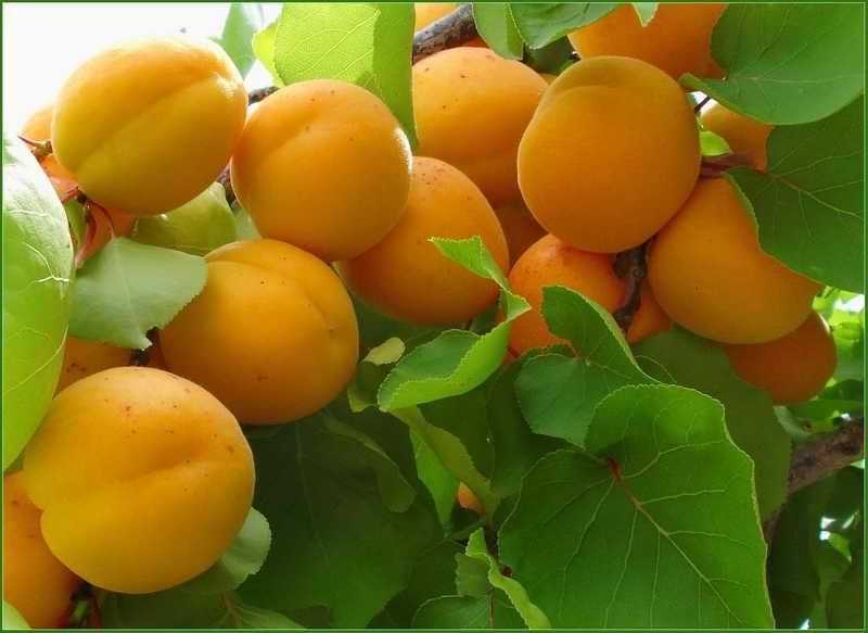 Характеристики сорта абрикосов маньчжурский, описание морозостойкости и уход за сеянцем