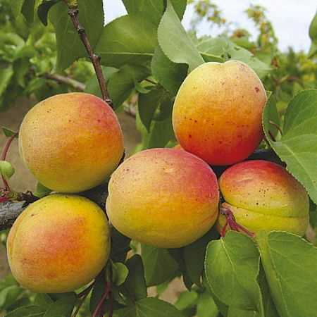 Сорт абрикоса лель, описание, характеристика и отзывы, нюансы посадки и ухода за растением