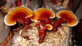 Отзывы о китайском грибе «ganoderma» для похудения, состав и инструкция как принимать