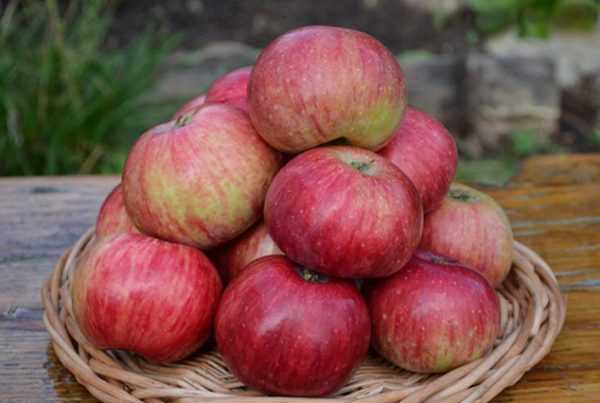 Секреты успешного выращивания яблони краса свердловска