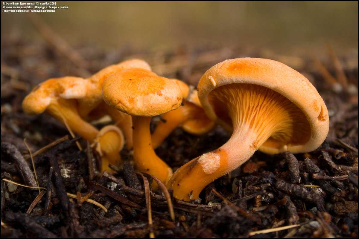 Говорушка красноватая – гриб, опаснее красного мухомора