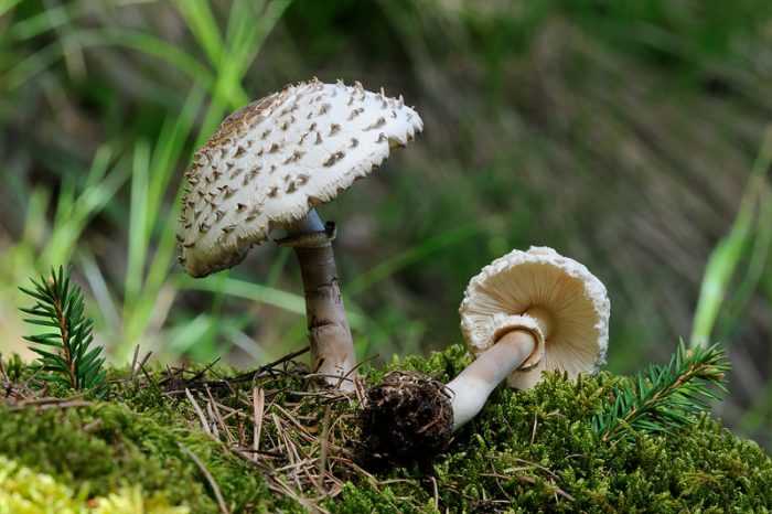 Зонтик Моргана: как выглядит, где растет, съедобность вида. Существующие ложные двойники. Основные правила сбора грибов.