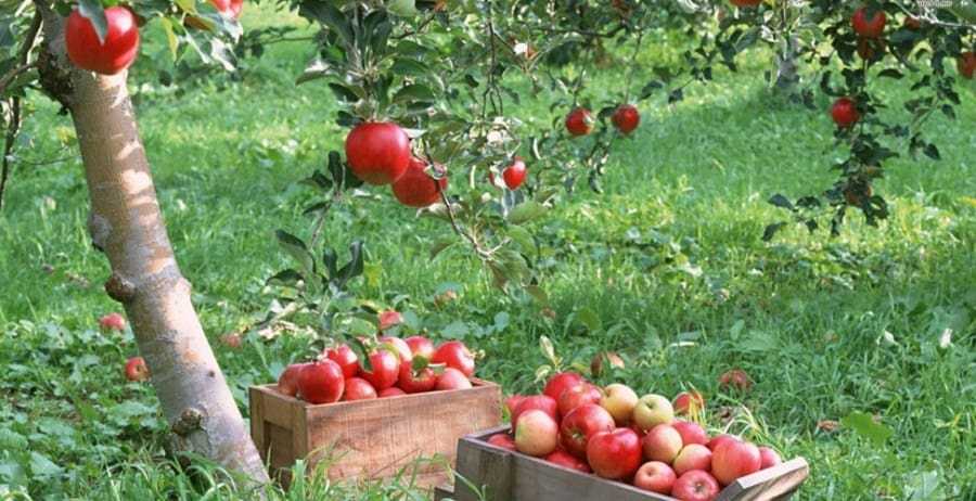 Описание сорта яблонь флорина с фото и видео