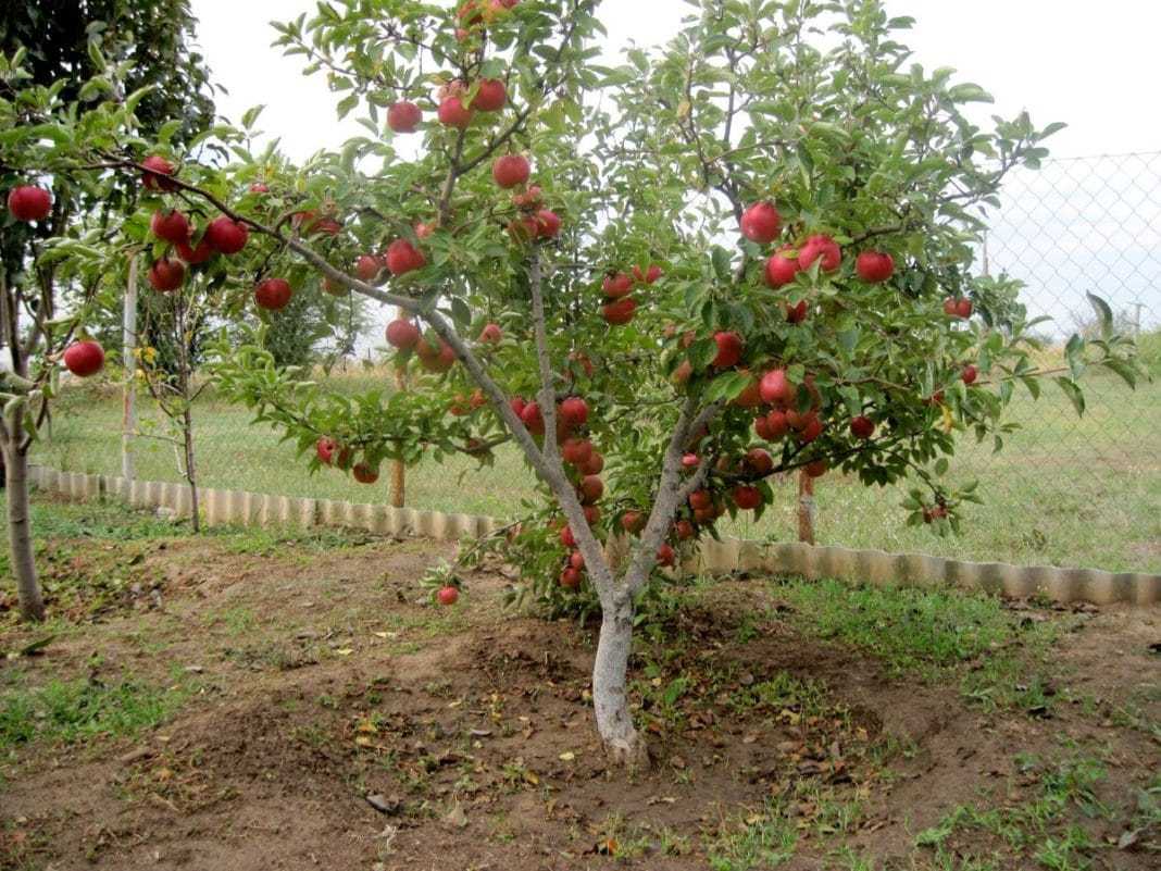 Как успешно пересадить яблоню весной: пошаговая инструкция