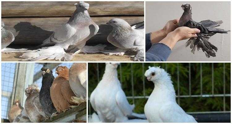 Содержание голубей: советы по выбору породы, особенности и правила содержания