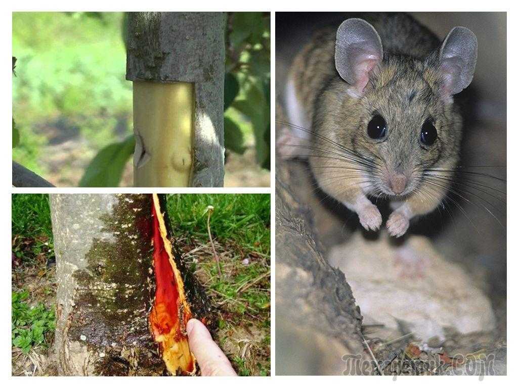 Что делать, если мыши погрызли кору яблони зимой: как спасти и вылечить ствол дерева (описание и видео)