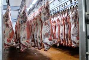 Выход свиного мяса от живого веса - знай ферму