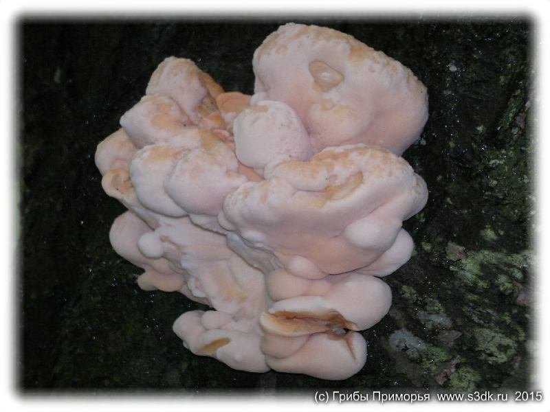 Трутовик чешуйчатый: описание, фото гриба