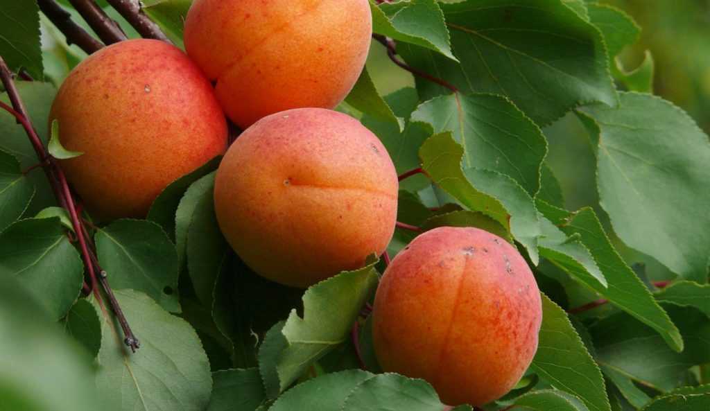 Описание абрикоса сорта краснощекий, технология посадки и уход