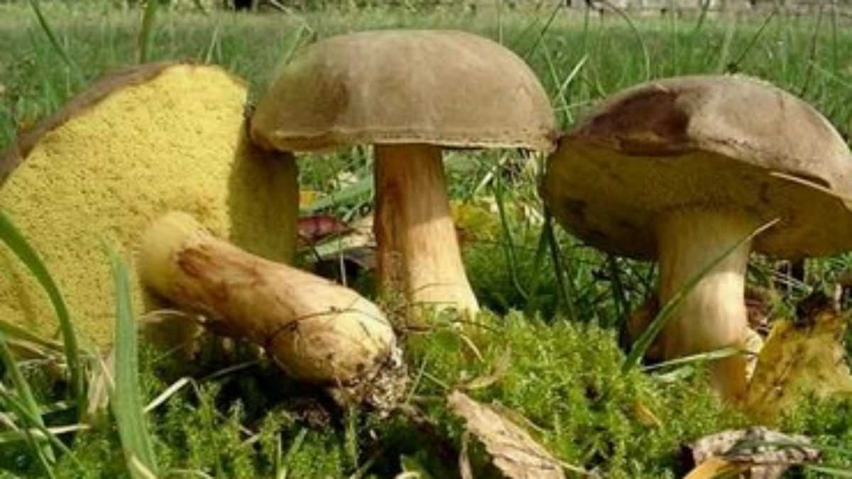 Можно ли отличить съедобные грибы от несъедобных