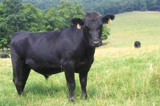 Зебу: описание коровы, среда обитания и использование в хозяйстве