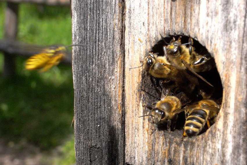 Кормление пчел в зимнее время года | cельхозпортал