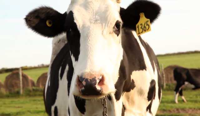 Кличка теленка: список забавных имен. какие бывают клички коров, как можно назвать домашнюю кормилицу