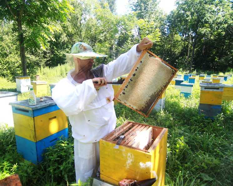 Инвентарь для пчеловодства - что надо иметь на пасеке