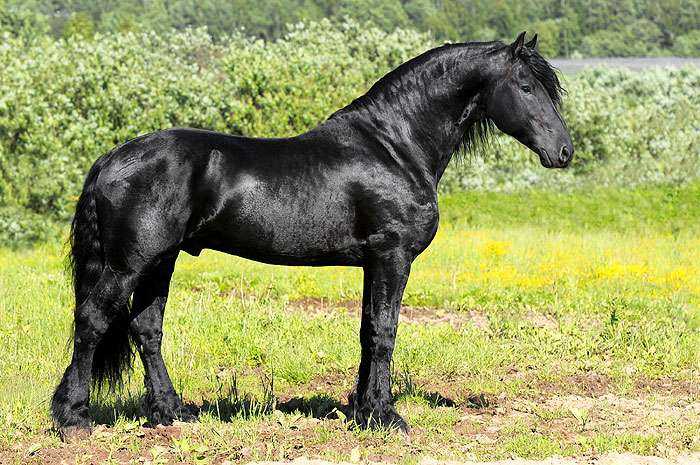 Фризская лошадь: описание породы, характер, экстерьер и применение