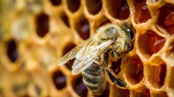 Как пчелы делают мед и строят соты в улье: технология производства