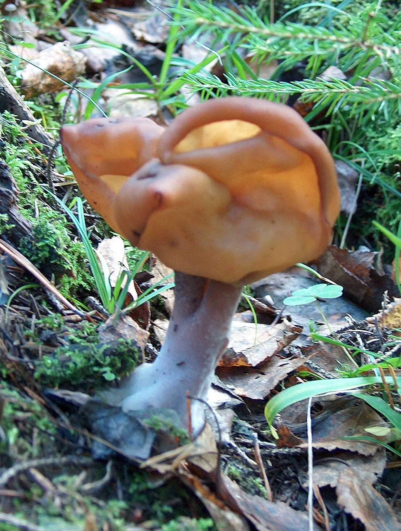 Строчок осенний (лопастник осенний, gyromitra infula): съедобный или нет, как выглядят грибы, где и как растут