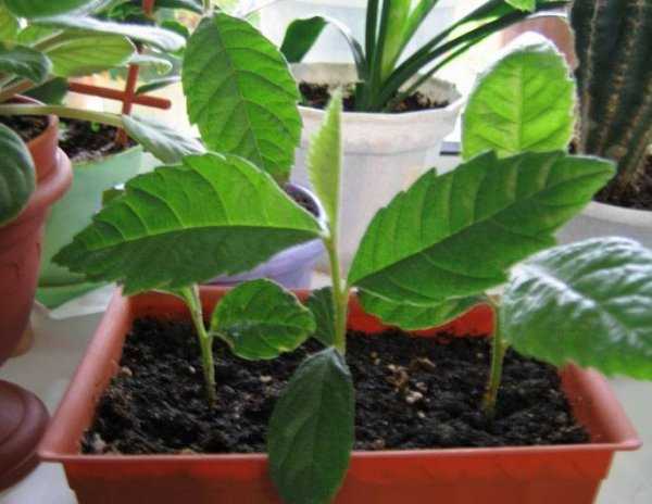 Мушмула: выращивание из косточки дома и в саду