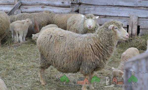Куйбышевская порода овец описание вида