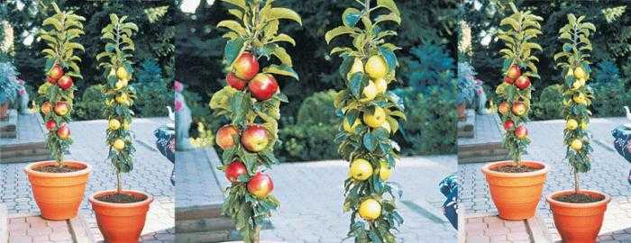 Яблоня соколовское: описание, отзывы, выращивание и уход + фото