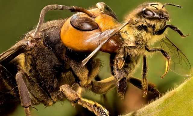 Африканские пчелы-убийцы - повадки, внешний вид, места обитания, опасность, как защититься от укусов