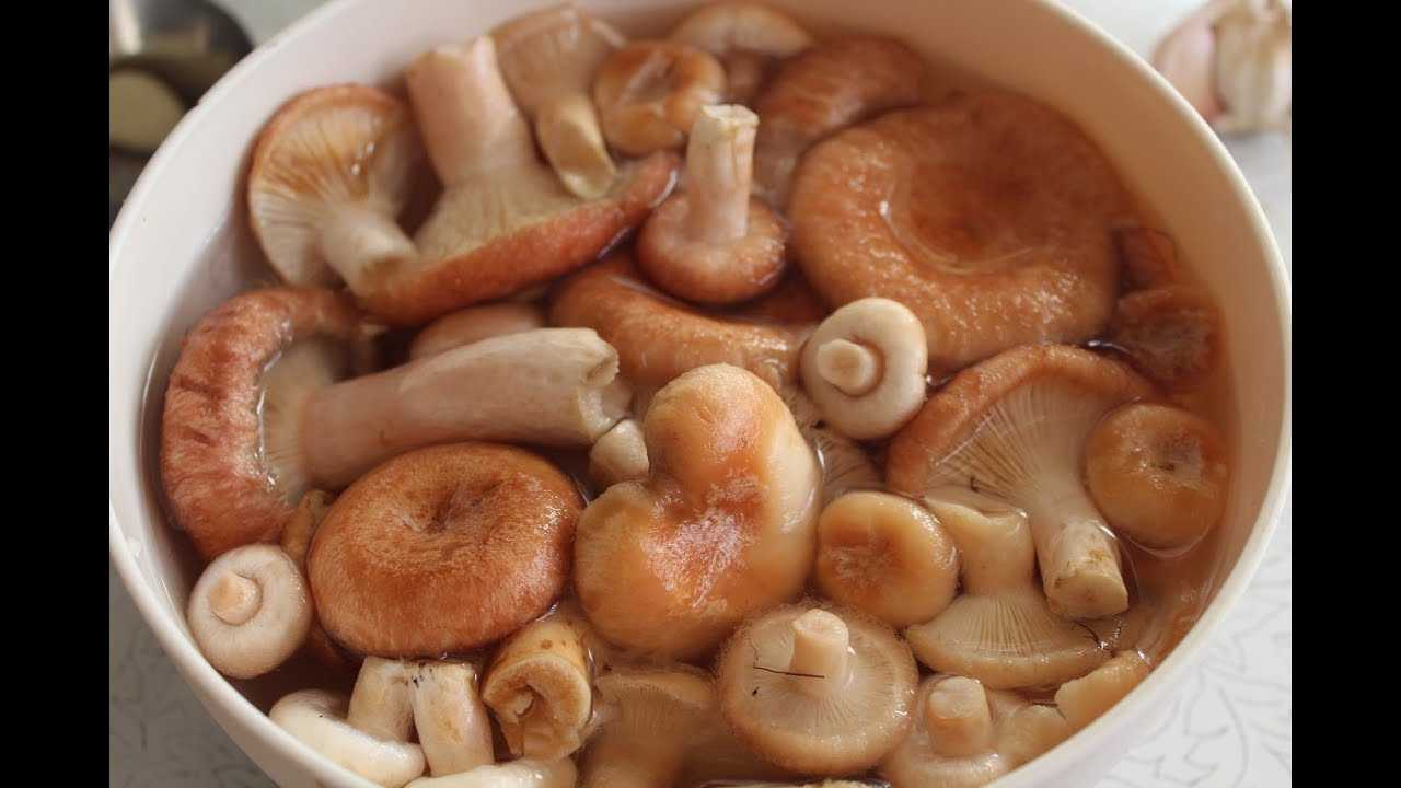 Как вкусно посолить грибы волнушки в домашних условиях: рецепты соления грибов разными способами