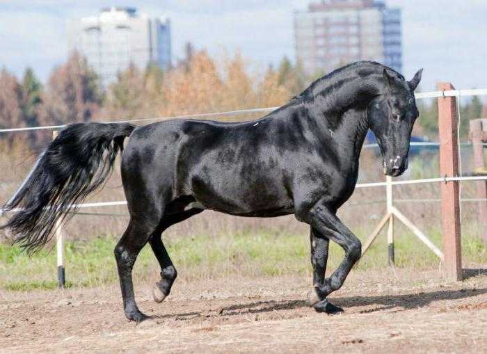 Кабардинская порода лошадей: история кавказских коней, описание внешнего вида, характер и уход