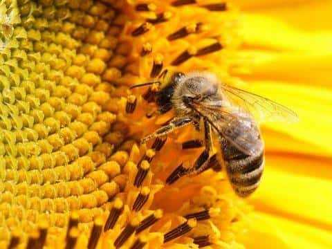 Как пчелы переносят пыльцу сбор опыление растений как привлечь в теплицу - скороспел