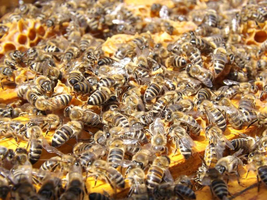 Пчеловодство как бизнес: этапы организации