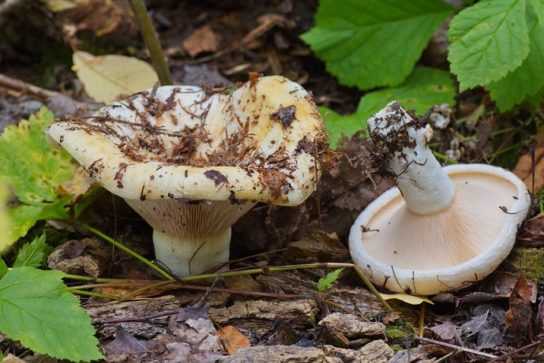 Дубовый груздь: как узнать гриб по внешнему виду, где его можно найти, в какое время он растет, как готовить дубовый груздь, и на какие грибы он похож.