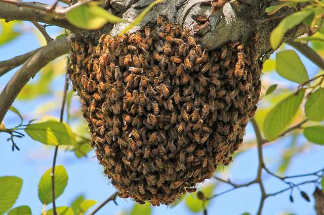 Пчёлы-убийцы — циклопедия