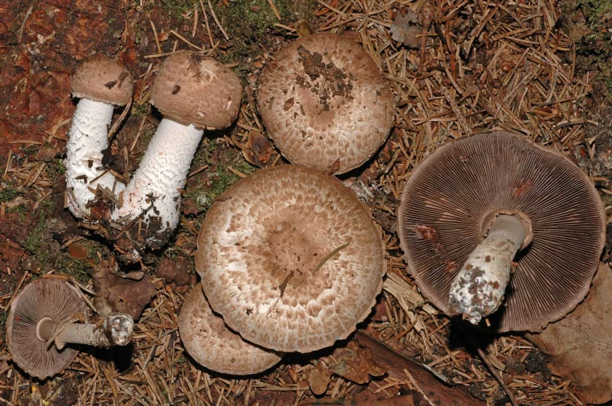Шампиньон желтокожий – опасный гриб
