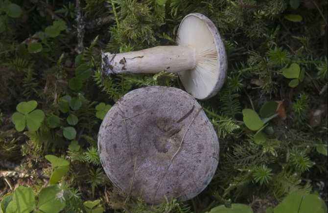 Гриб серушка, фото и описание. грибы путики: съедобные или ядовитые