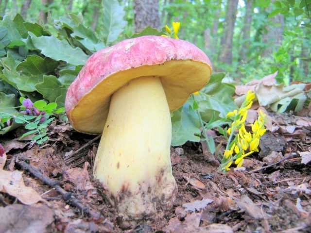 Боровик королевский: полезные свойства, внешний вид гриба, места его произрастания. Применение вида в кулинарии и медицине.