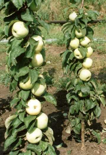 Колоновидная яблоня медок: описание сорта, фото и отзывы, посадка
