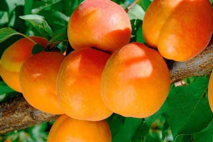 Краснощёкий абрикос – плоды южного дерева на вашем столе