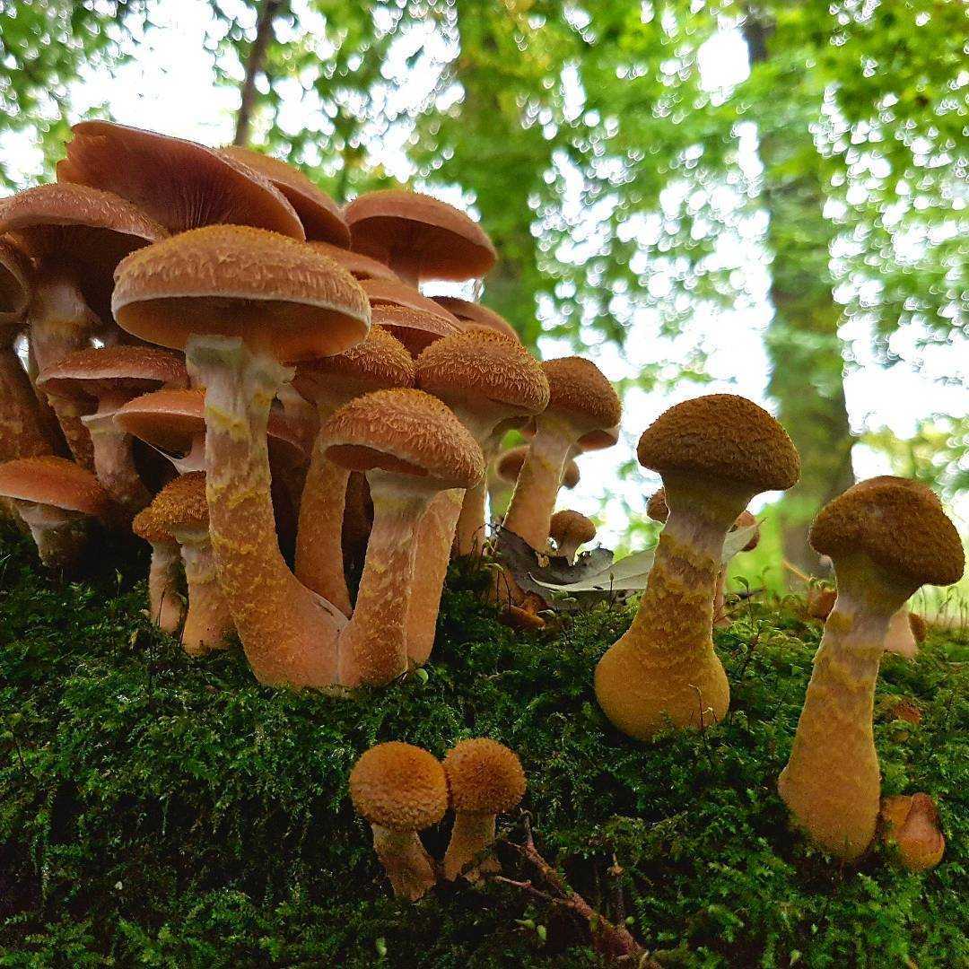 Толстоногий опенок: описание и способы приготовления. Ложные двойники гриба и интересные факты. Где и как растет толстоногий опенок, какими лечебными свойствами обладает.