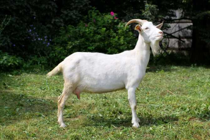 ✅ о зааненской породе коз: описание, содержание и уход, кормление, сколько живут - tehnomir32.ru